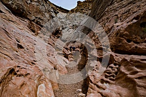 Bush of a drought tolerant plant on red rocks in a Little Wild Horse Canyon. San Rafael Swell, Utah  US