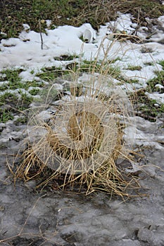 Bush of dry grass of beige colour among snow