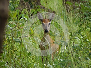 Bush duiker