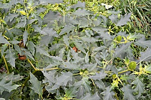 A bush of durman Indian harmless Datura inoxia Mill. with fruit