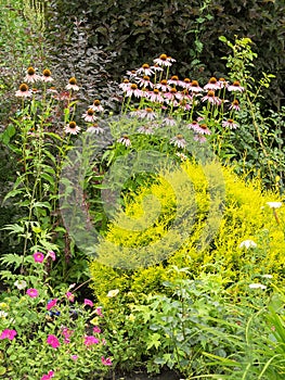 Bush Echinacea purpurea among other plants in the garden