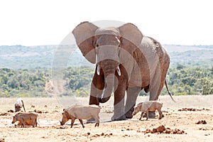 Bush Elephant chasing the warthogs