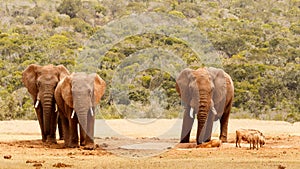 Bush Elephant looking intense at the warthogs