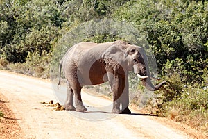 Bush Elephant standing on the dusty road