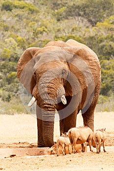 Bush Elephant and warthogs sharing the dam