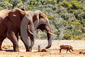 Bush Elephants chasing the warthogs