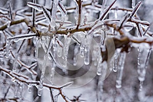 Bush Encased in Ice