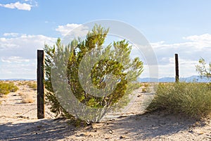 Bush and Fence Line in Mojave