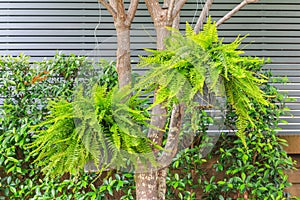 A Bush of Fern Dryopteris filix-mas hanging on a tree in the gar