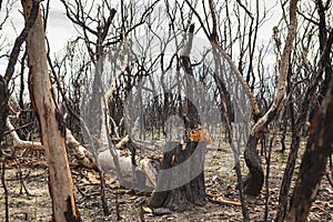 Bush-fire blackened stumps in Australia