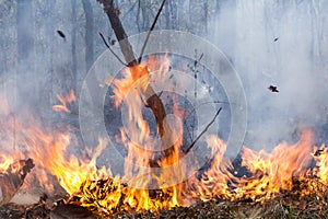 Bush fire destroy tropical forest photo