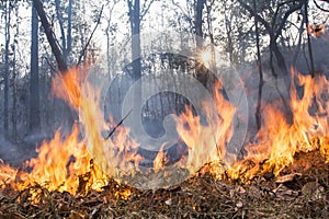 Bush fire destroy tropical forest photo