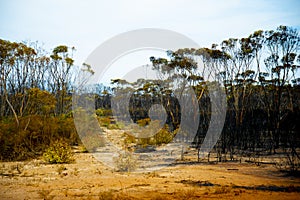 Bush Fire Devastation