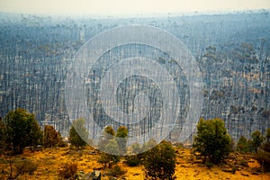 Bush Fire Devastation