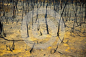 Bush Fire Devastation