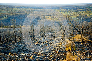 Bush Fire Devastation