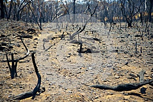 Bush Fire Devastation