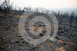 Bush Fire Devastation