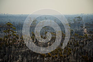 Bush Fire Devastation