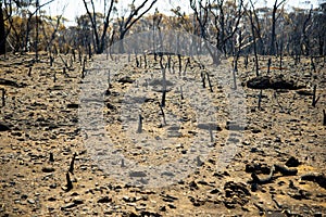 Bush Fire Devastation