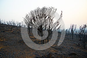 Bush Fire Devastation