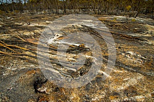 Bush Fire Devastation