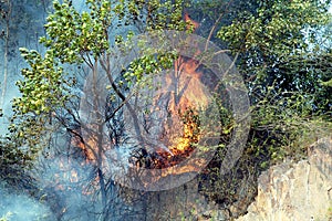 indian forest fire india