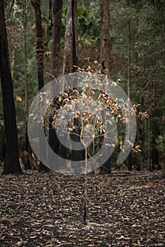 Bush fire in NSW Australia