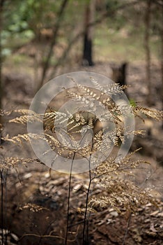 Bush fire in NSW Australia