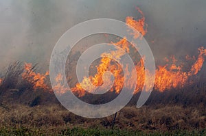 Bush Fire photo