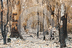 Bush Fire Trees