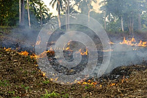 Bush fire in tropical forest in island Koh Phangan, Thailand, close up