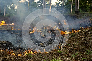 Bush fire in tropical forest in island Koh Phangan, Thailand, close up