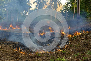 Bush fire in tropical forest in island Koh Phangan, Thailand, close up