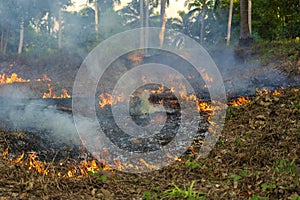 Bush fire in tropical forest in island Koh Phangan, Thailand, close up
