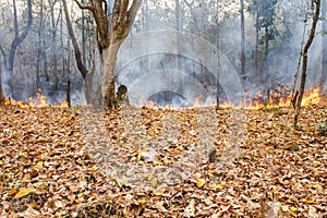 Bush fire in tropical forest