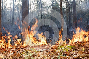 Bush fire in tropical forest