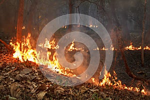 Bush fire in tropical forest