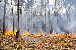 Bush fire in tropical forest