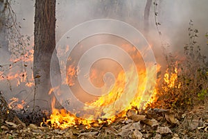 Bush fire in tropical forest