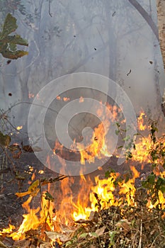 Bush fire in tropical forest