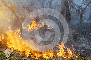 Bush fire in tropical forest