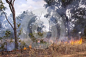 Bush fire which deliberately set as preventive measure against wild forest fire in Kakadu National Park, Australia. in
