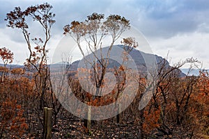 After bush fires in Australia