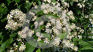 Bush flower, clematide vitalba. Italian bush flower. photo