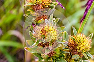 A bush of flowering plat possibly roundhead bushclover, or roundhead lespedeza.