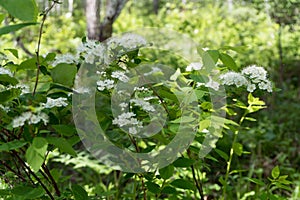 Bush flowering Spirea white lat. Spiraea alba grows in the forest