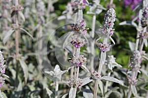 Bush of the flowering Stachys byzantina, also known as lamb`s-ears.