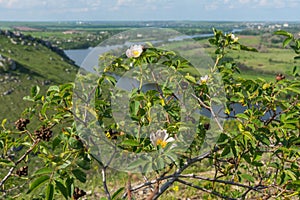 Bush with flowers on the background of river banks