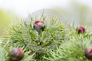 Bush with flowers buds planifolia peonies, spring flowers